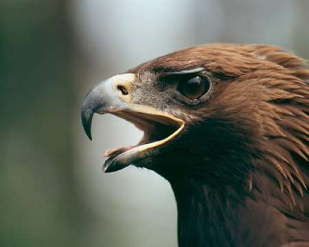 عقاب طلایی در مراغه به دامن طبیعت بازگشت