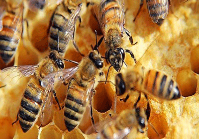 آذربایجان شرقی بزرگترین قطب پرورش زنبورعسل کشور